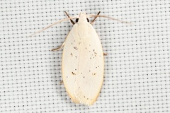 Durrantia piperatella