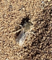 Andrena barbilabris