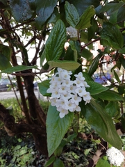 Viburnum × burkwoodii