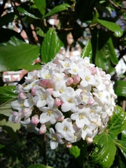 Viburnum × burkwoodii