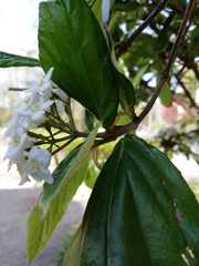 Viburnum × burkwoodii
