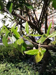 Viburnum × burkwoodii