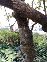 Viburnum × burkwoodii