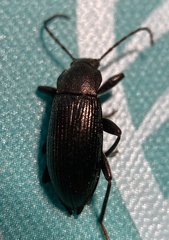 Stenomax aeneus