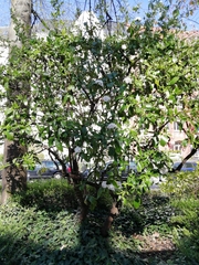 Viburnum × burkwoodii