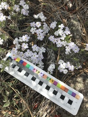 Phlox diffusa longistylis