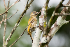 Picumnus exilis pernambucensis