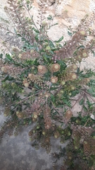 Lepidium bipinnatifidum