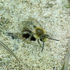 Colletes thoracicus