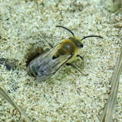 Colletes thoracicus