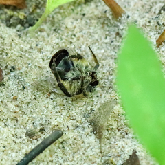 Colletes thoracicus