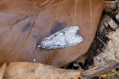 Semioscopis avellanella