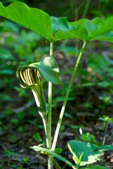 Arisaema triphyllum