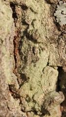 Lecanora expallens