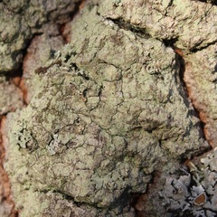 Lecanora expallens