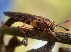 Phyllomydas parvulus