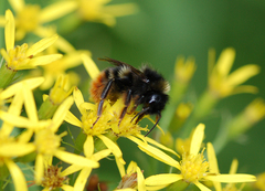 Bombus rupestris