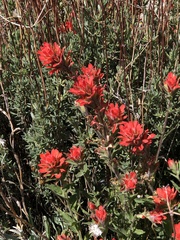 Castilleja martini