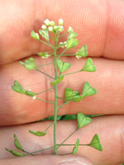 Capsella bursa-pastoris