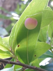 Amphibolips quercusracemaria