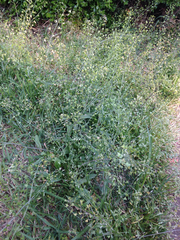 Capsella bursa-pastoris