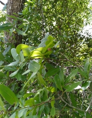 Amphibolips quercusracemaria