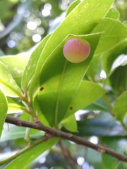 Amphibolips quercusracemaria