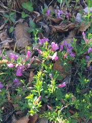 Chamaecytisus purpureus