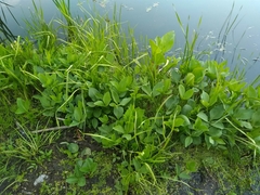 Menyanthes trifoliata