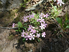 Silene caroliniana