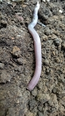 Leposternon microcephalum