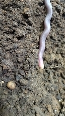 Leposternon microcephalum