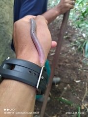 Leposternon microcephalum