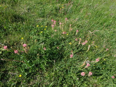 Onobrychis viciifolia