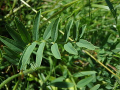 Onobrychis viciifolia