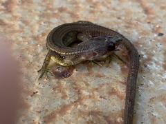 Cercosaura ocellata
