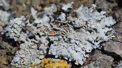 Parmelina carporrhizans