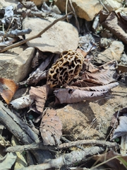Morchella angusticeps