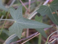 Calystegia occidentalis