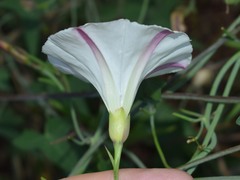 Calystegia occidentalis