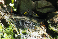Carduelis carduelis
