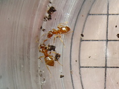 Lasius aphidicola