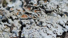 Parmelina carporrhizans