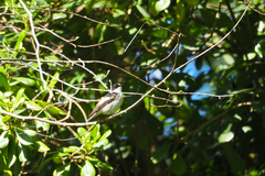 Ficedula hypoleuca