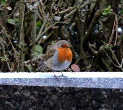 Erithacus rubecula