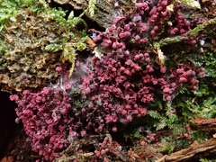 Cribraria purpurea