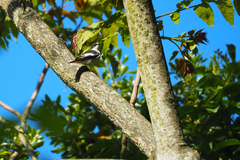 Ficedula hypoleuca