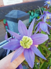 Clematis macropetala
