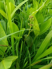 Menyanthes trifoliata