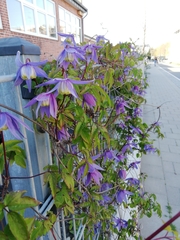 Clematis macropetala